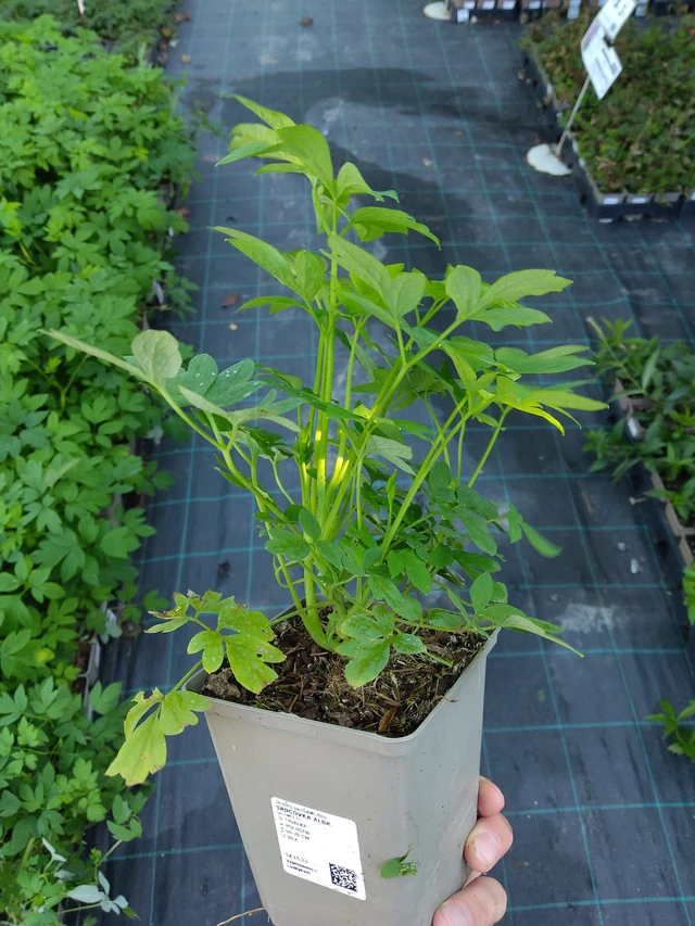 Corazón de María Alba - 17. 9. 2025