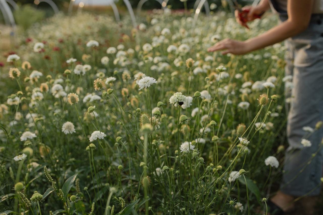Escabiosa QIS White, Loukykvět