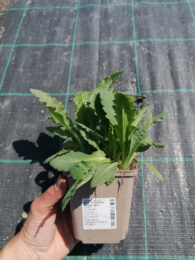 Idänunikko Coral Reef - 2024