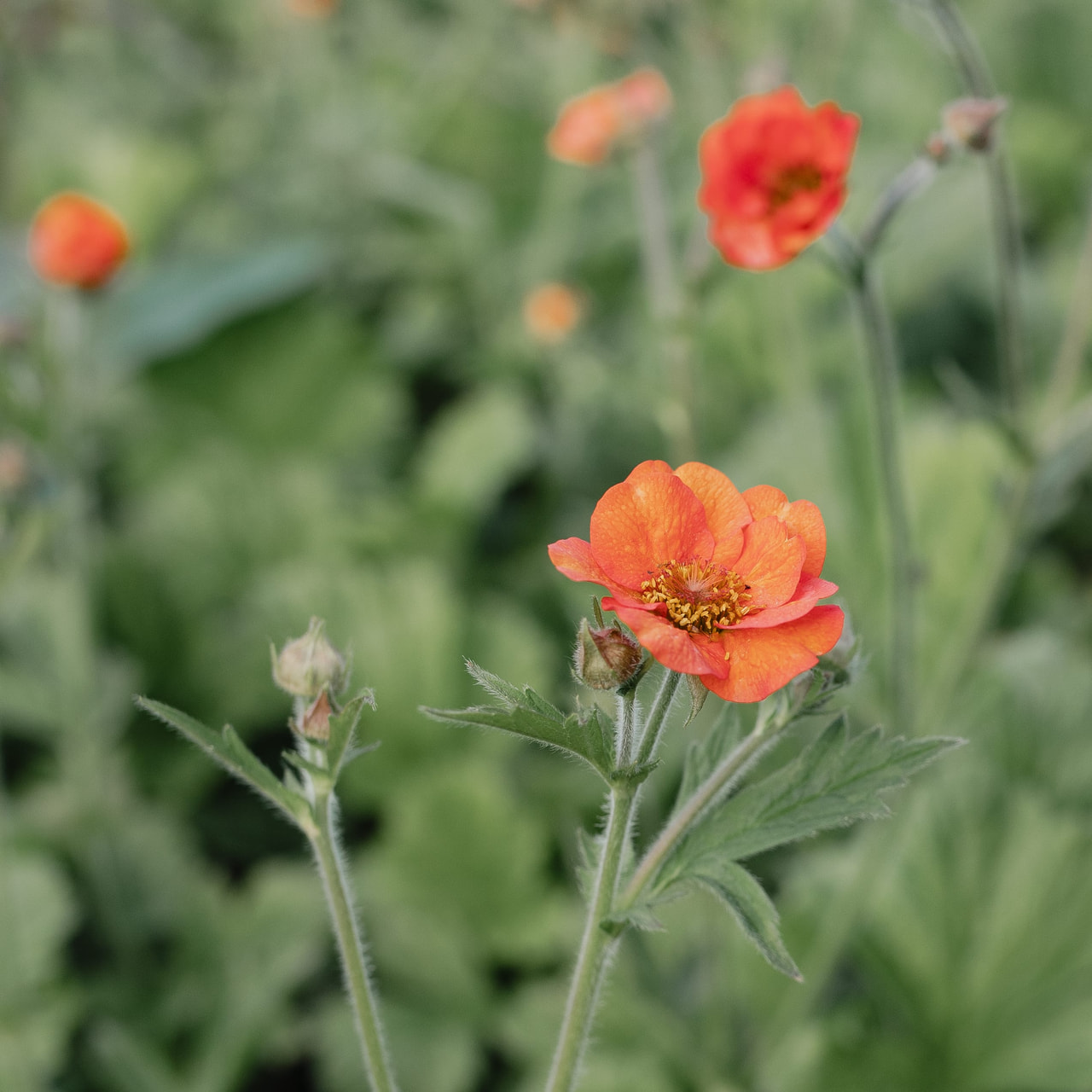 Geum Tempest Scarlet, Loukykvět