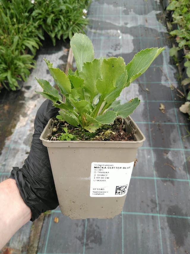 Eryngium Glitter Blue - 10. 9. 2025