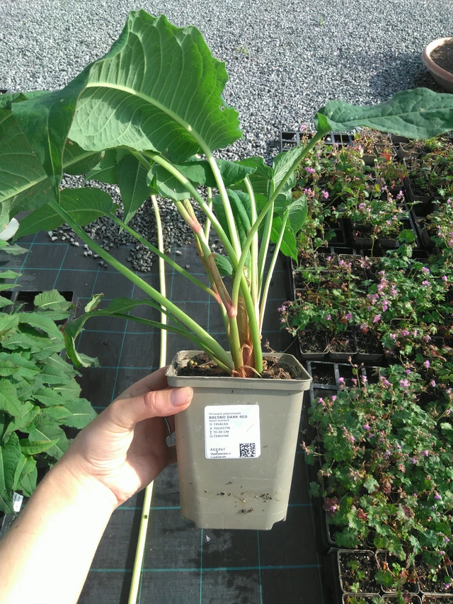 Tatar Dark Red - 11. 7. 2025