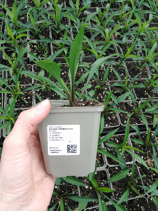 Asteri Primavera - 9. 6. 2025