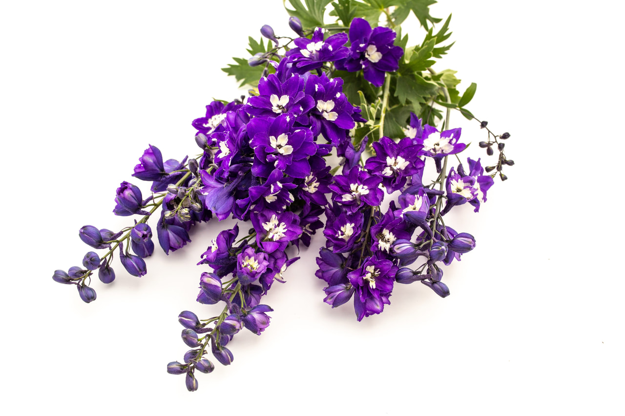 Espuela de caballero Benary’s Pacific King Arthur, Loukykvět