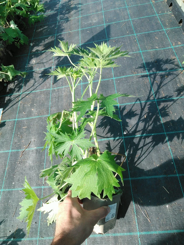 Jaloritarinkannus Magic Fountains White (Dark Bee) - 19. 8. 2025