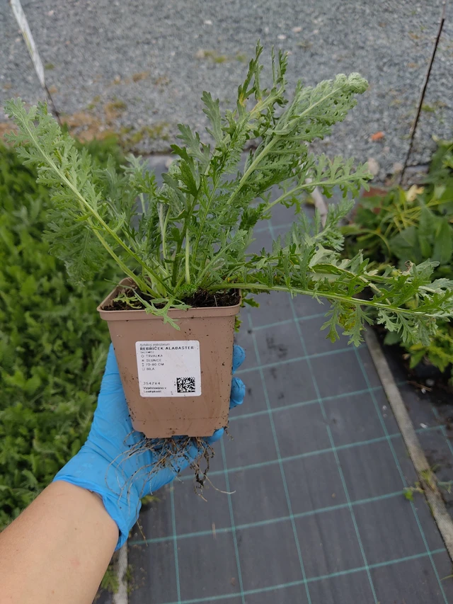 Siankärsämö Alabaster - 10. 9. 2025