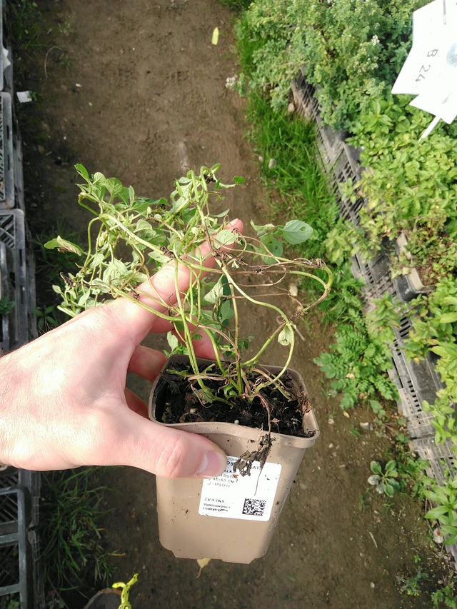 Inkivääriminttu - 31. 10. 2025