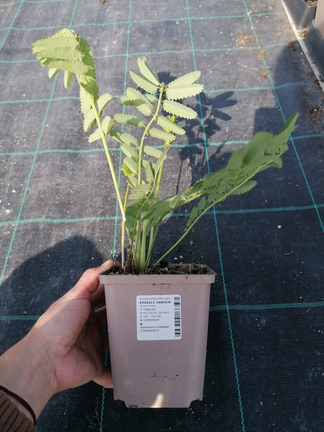 Sanguisorba Pink Tanna - 2024