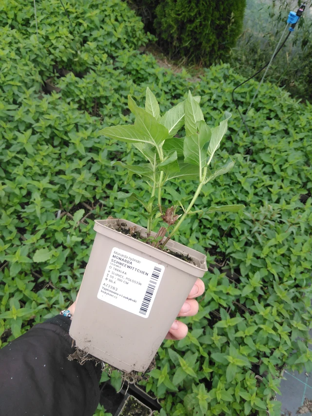 Väriminttu Schneewittchen - 2024