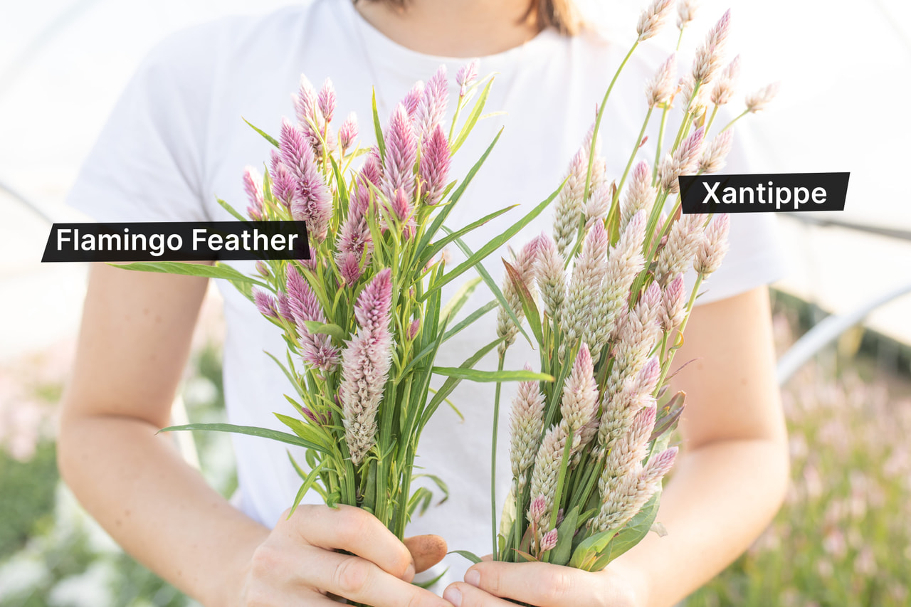 Kukonharja Flamingo Feather, Loukykvět