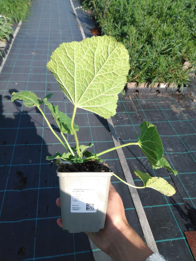 Salkoruusu Spotlight Polarstar - 11. 9. 2025