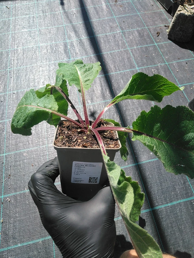 Verbascum Wedding Candles - 19. 8. 2025