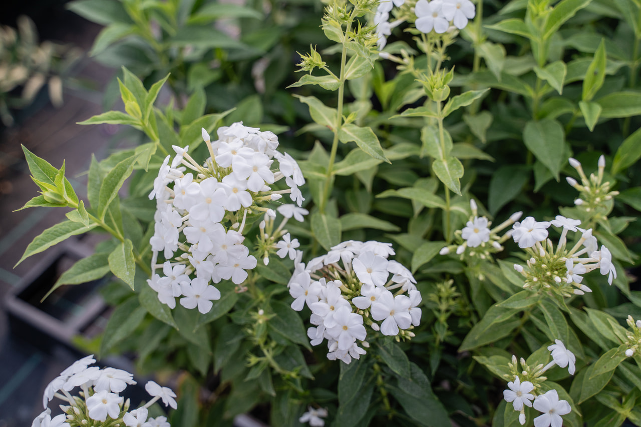 Leimu White Clouds, Loukykvět