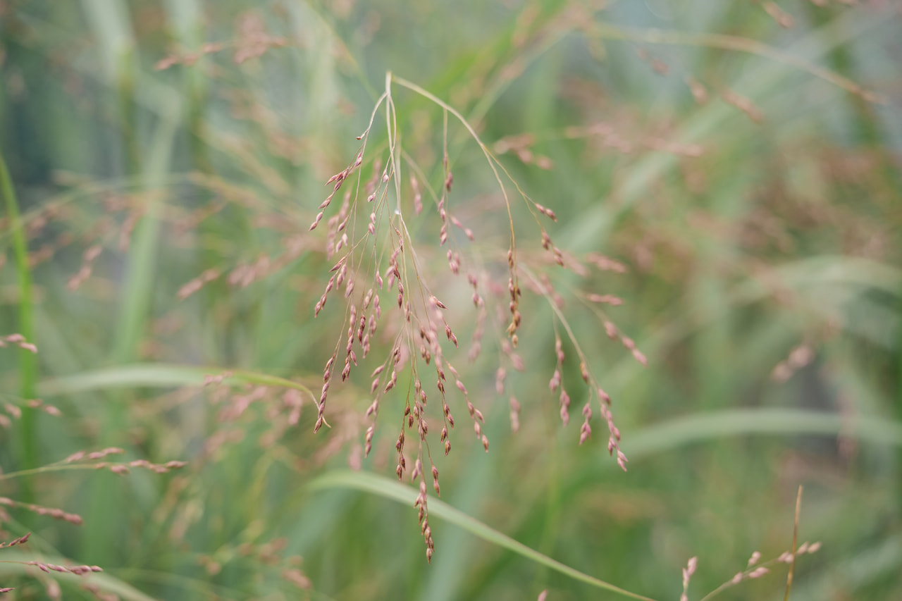 Panicum Squaw, Loukykvět