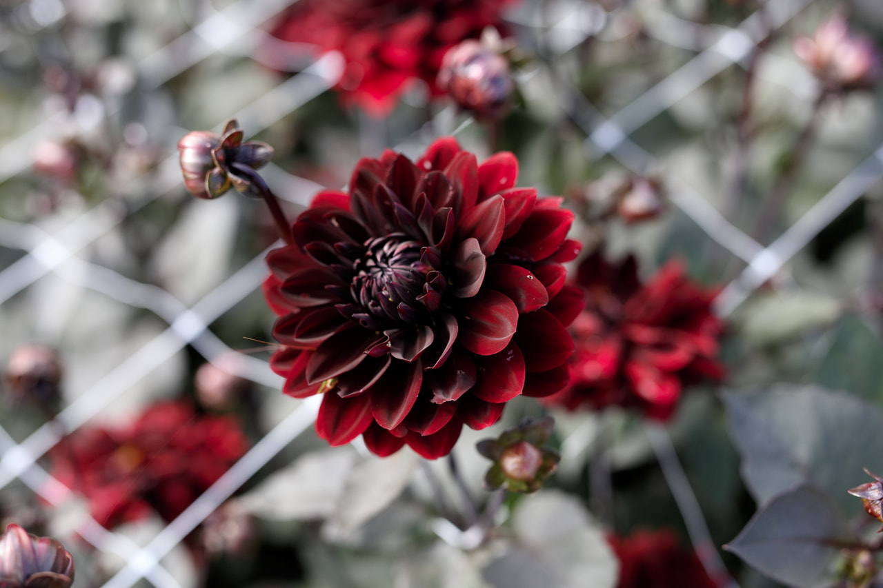 Daalia Karma Choc, Loukykvět