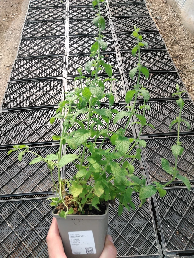 Mansikkaminttu - 1. 7. 2025