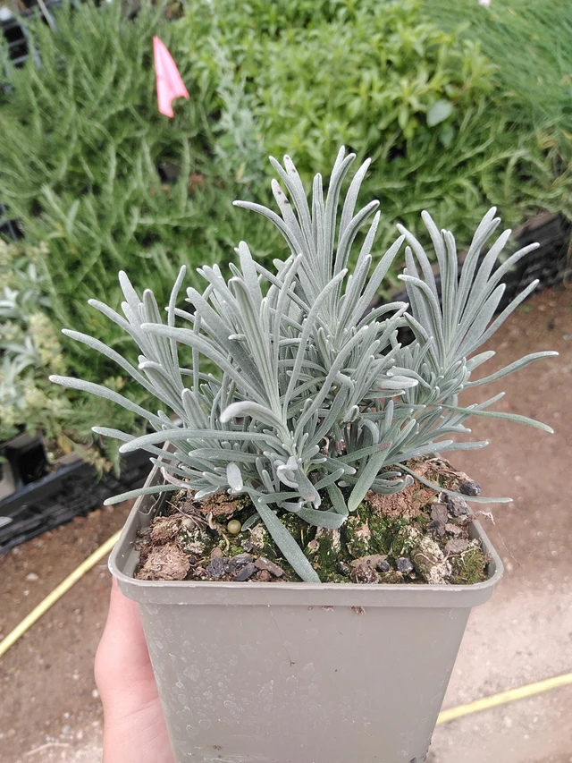 Laventeli Grosso - 8. 7. 2025