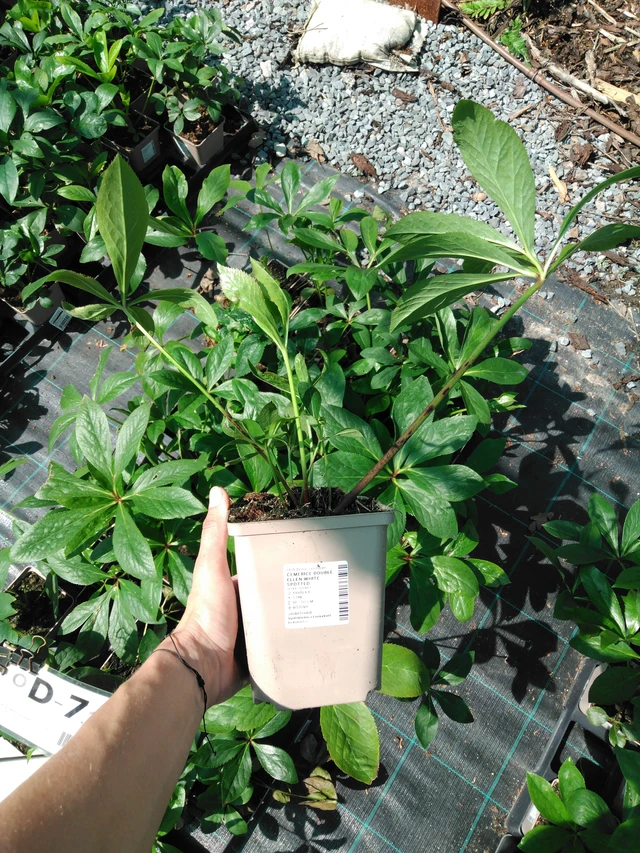 Jouluruusu Double Ellen White Spotted - 2024