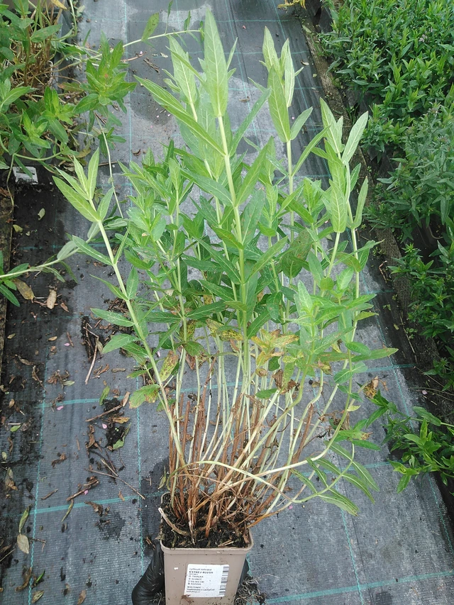 Rantakukka Blush - 4. 8. 2025