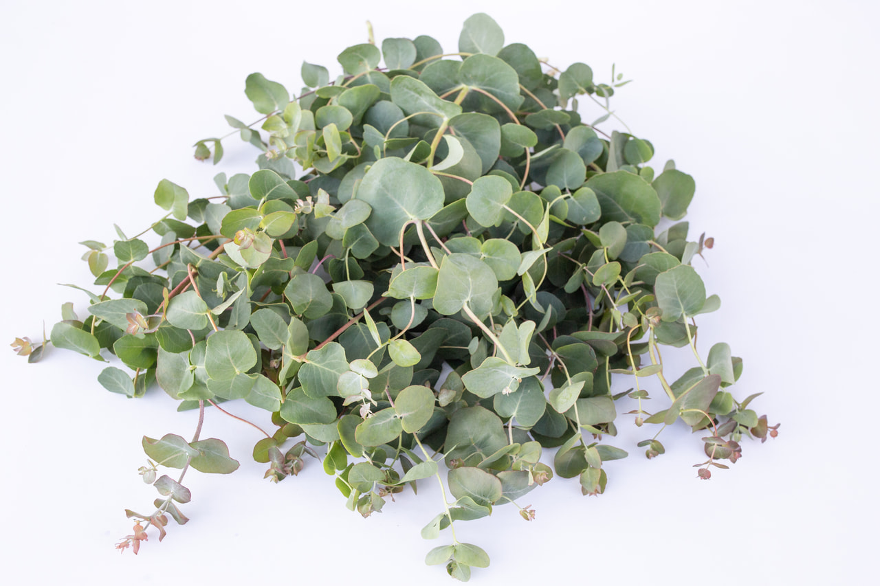 Eucalyptus Small Leaved Gum, Loukykvět