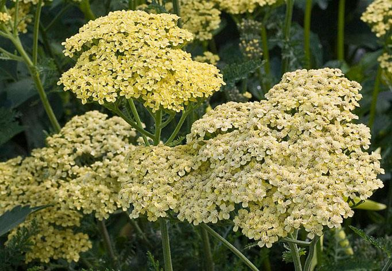 Kärsämö Credo, Loukykvět