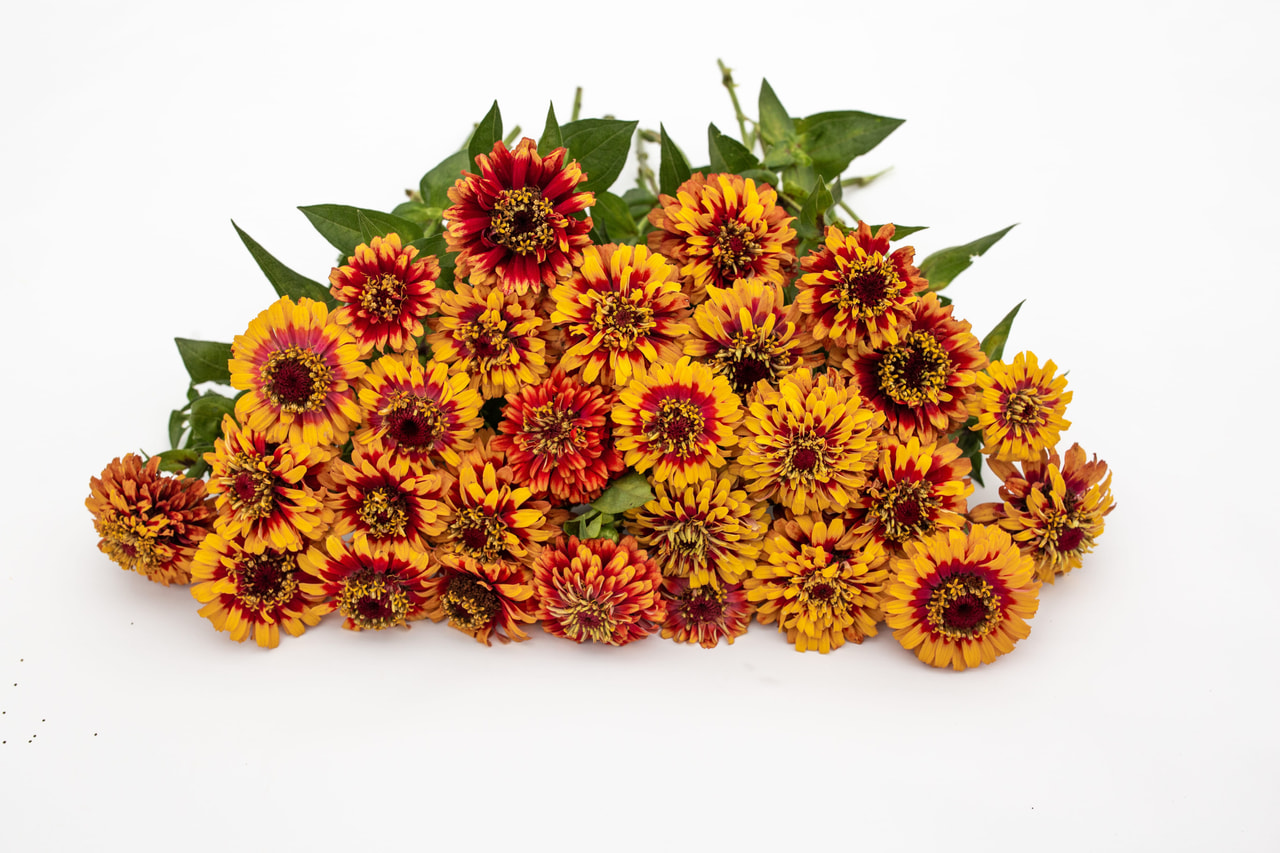 Zinnia Macarenia, Loukykvět