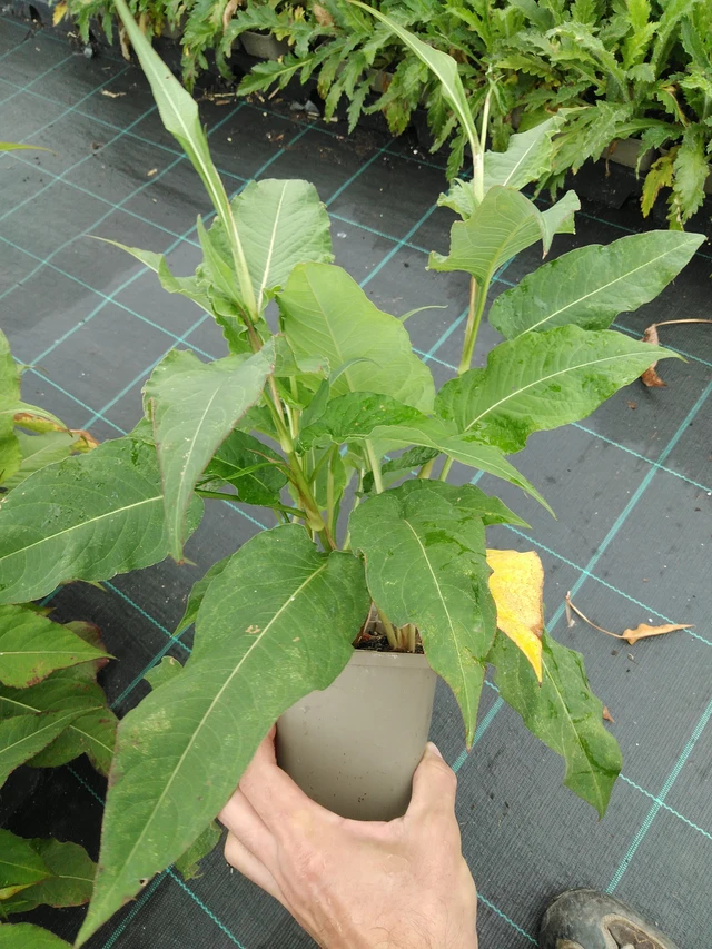 Konnantatar Alba - 28. 7. 2025