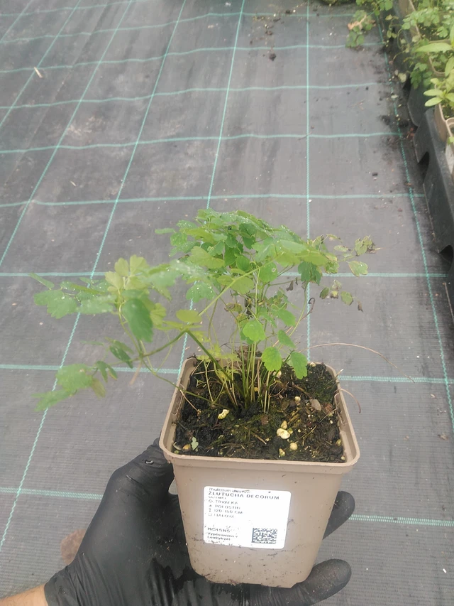 Ingervo Decorum - 10. 9. 2025