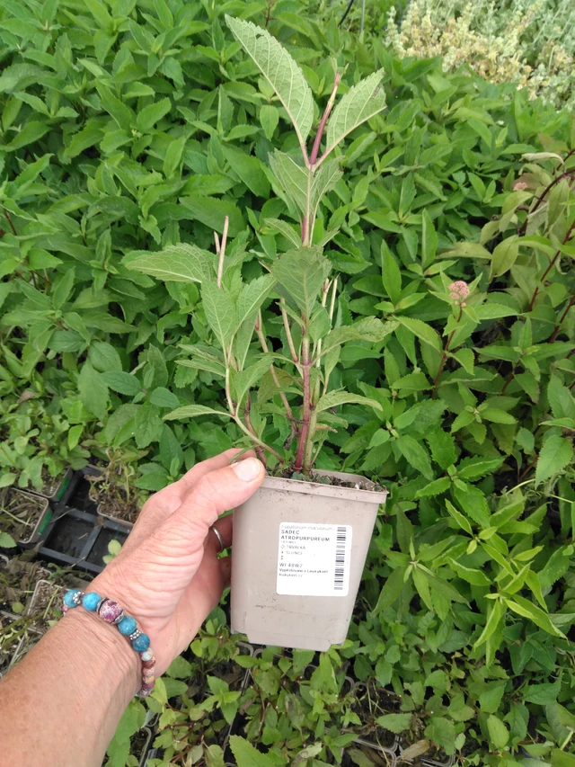 Punalatva Atropurpureum - 2024