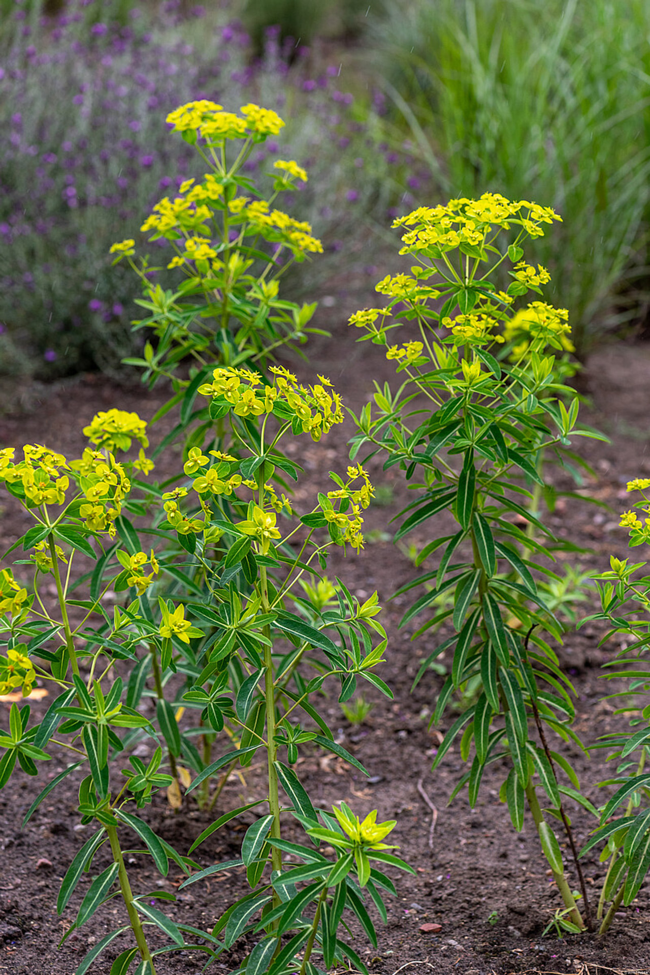 Euforbia schillingii, Loukykvět