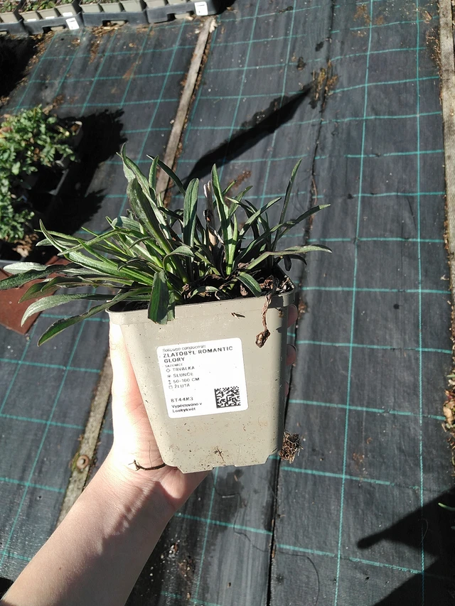 Piisku Romantic Glory - 7. 4. 2026