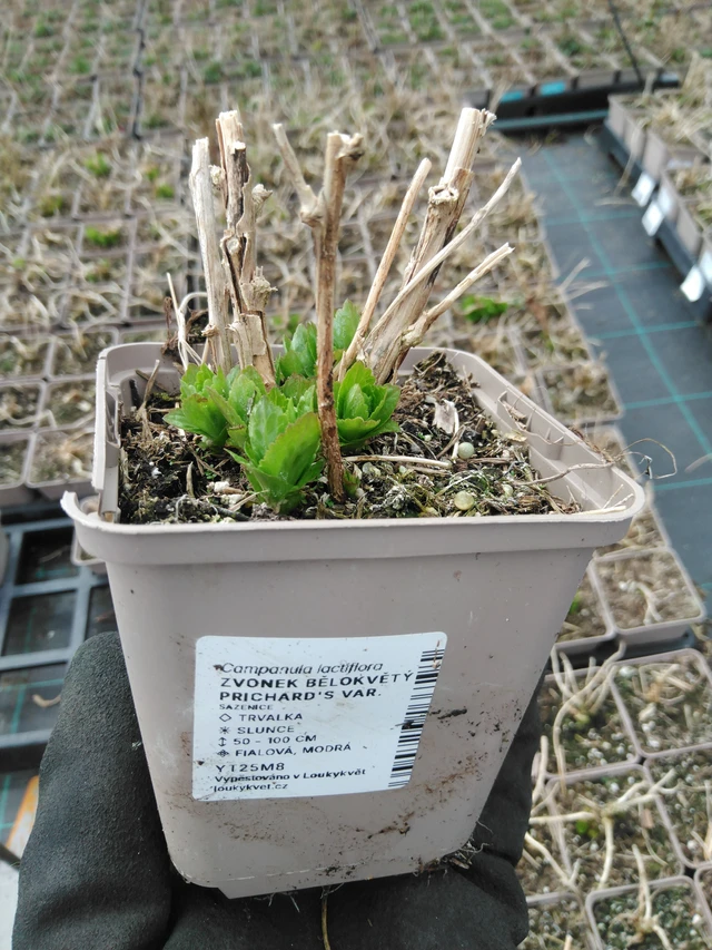 Maitokello Prichard's Var. - 8. 4. 2025