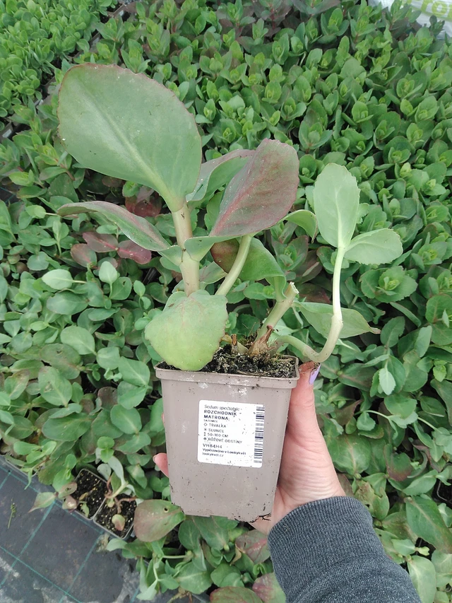 Sedum Matrona - 9. 6. 2025