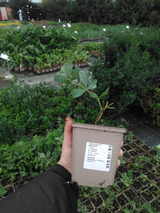 Baptisia australis - 2024