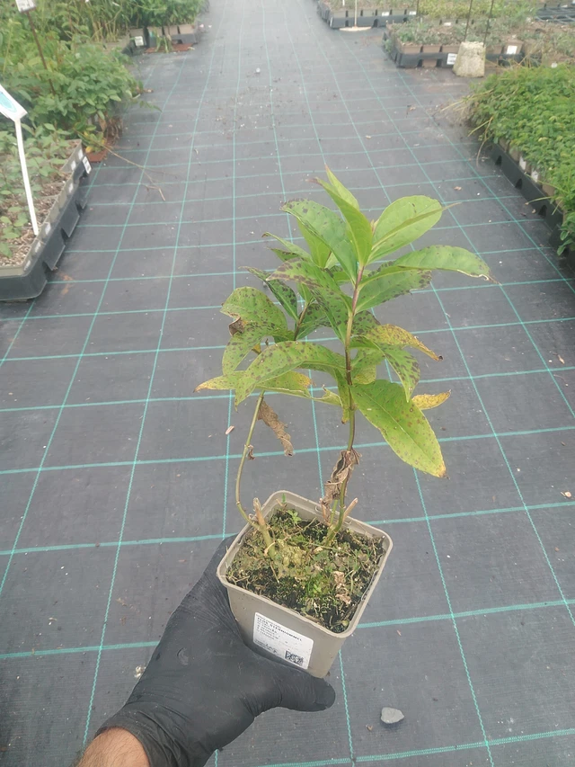 Leimu Sternhimmel - 10. 9. 2025