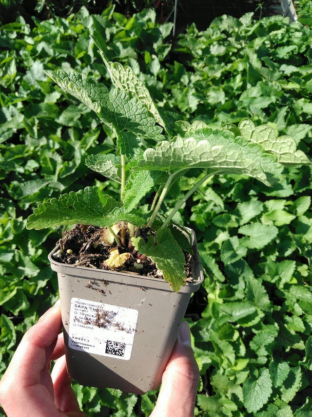 Paloyrtti Tuberosa - 24. 6. 2025