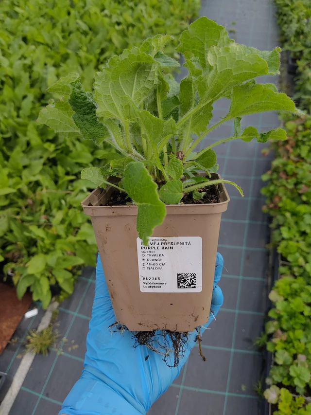 Salvia verticillata Purple Rain - 10. 9. 2025