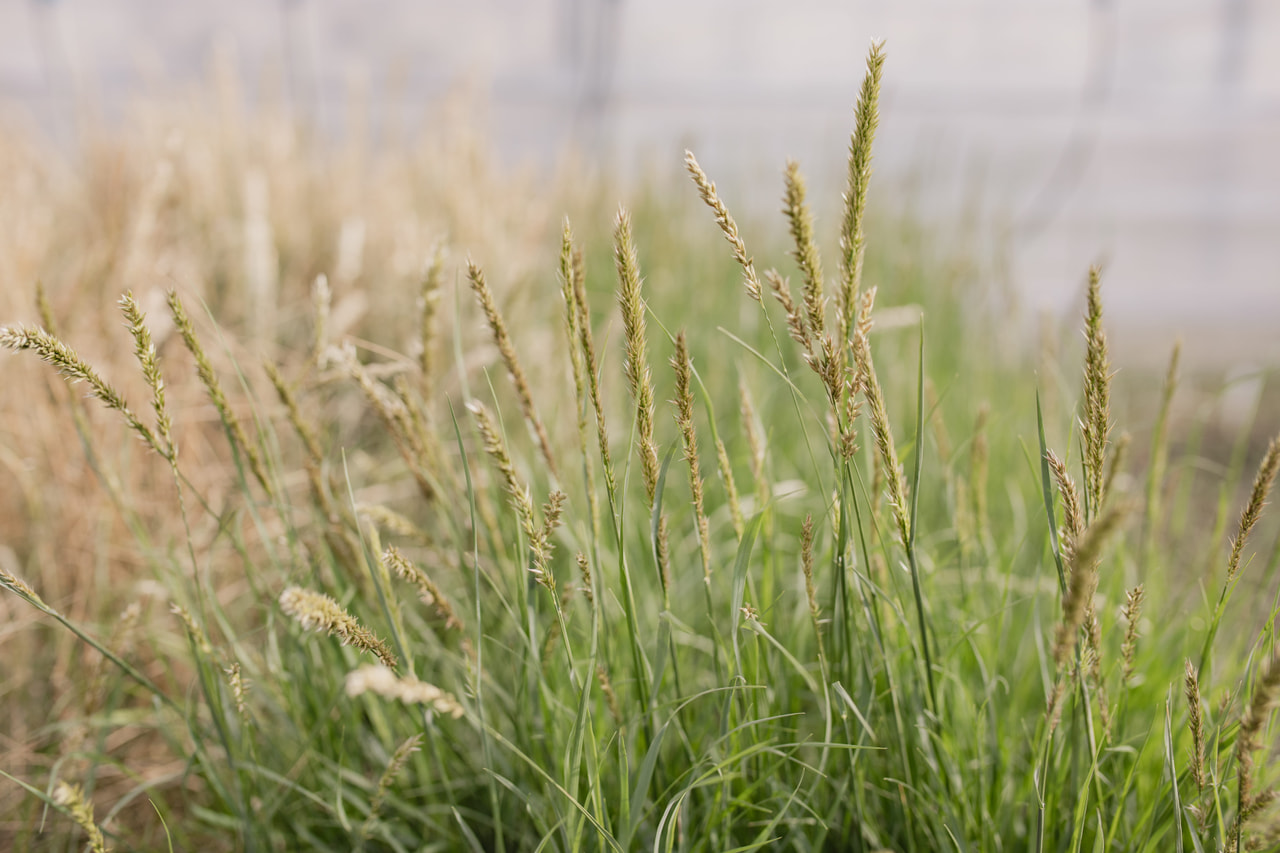 Tähkähelmikkä Silky, Loukykvět