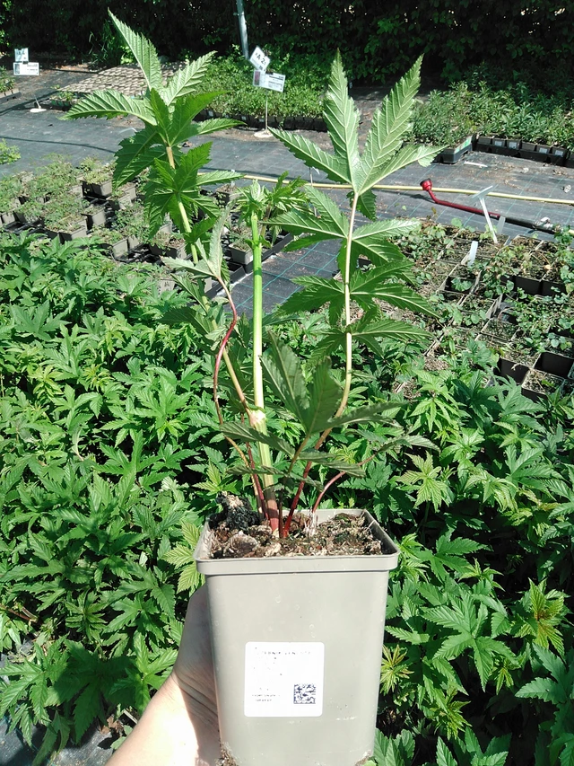 Preeria-angervo Venusta - 13. 5. 2025