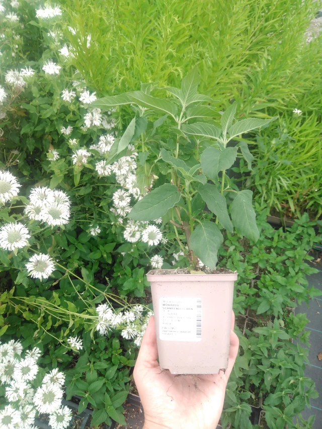 Väriminttu Schneewittchen - 2024