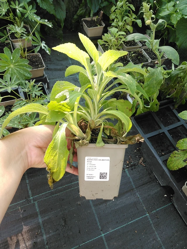 Sormustinkukka Dalmatian Rose - 19. 8. 2025