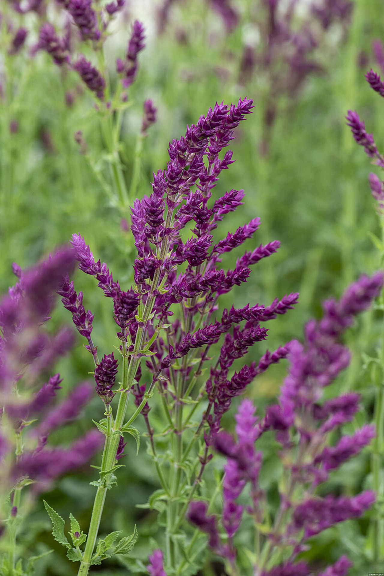 Lehtosalvia Schwellenburg, Loukykvět