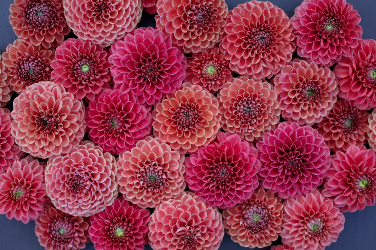 Jiřina Jomanda, Loukykvět