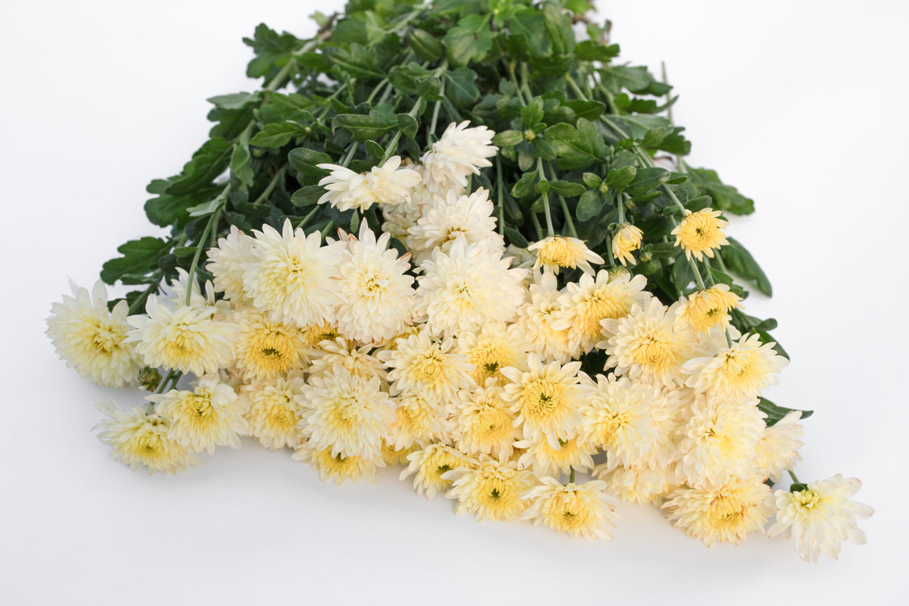 Chrysanthème Blenda White, Loukykvět