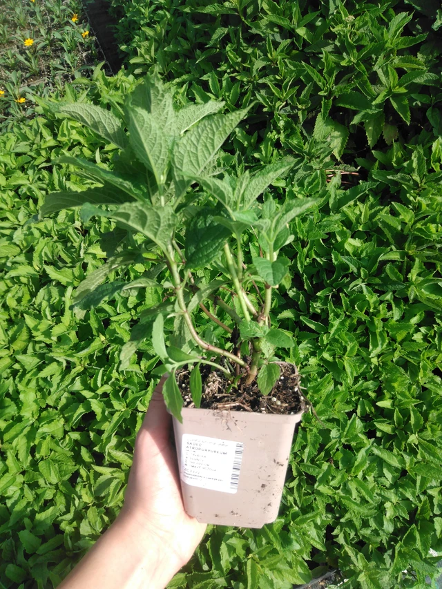 Punalatva Atropurpureum - 2024