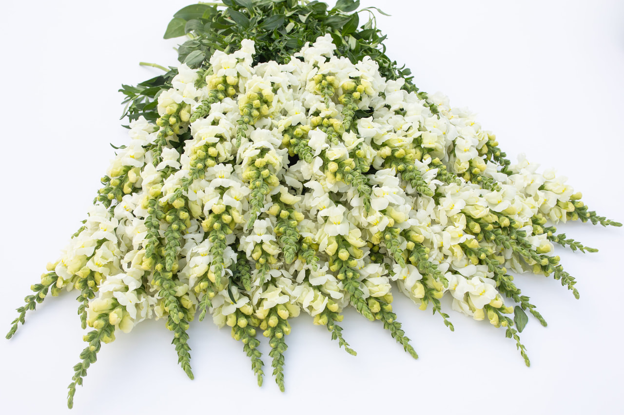 Leijonankita Potomac Ivory White, Loukykvět