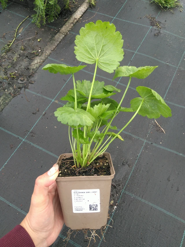 Sidalcea Brilliant - 11. 7. 2025