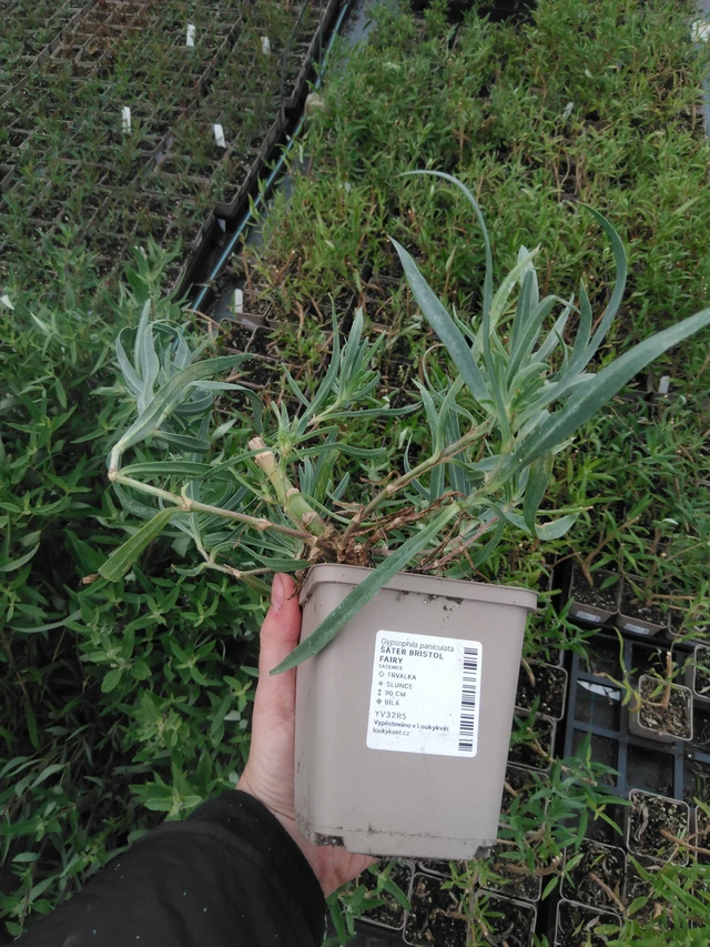 Morsiusharso Bristol Fairy - 2024