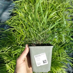 Setzling