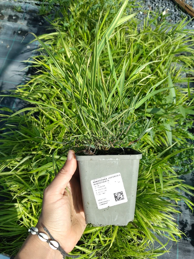 Japan-Berggras Albostriata - 11. 8. 2026